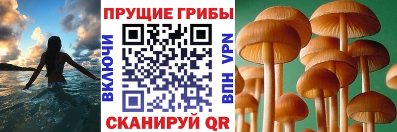 Псилоцибиновые грибы Cubensis  omg рабочий сайт  Краснокамск 